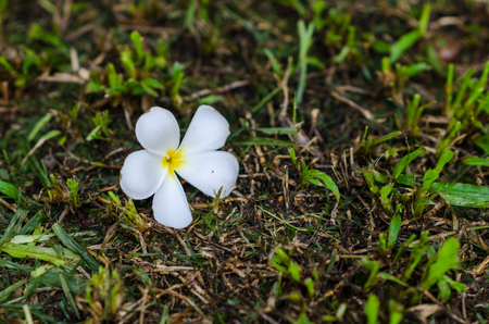 white flowerの写真素材
