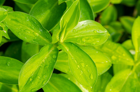 Green leaves