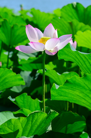 Blooming lotusの写真素材