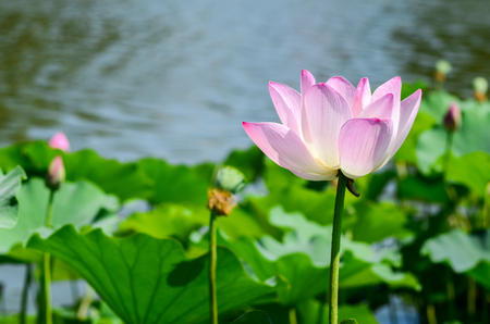 Blooming lotusの写真素材