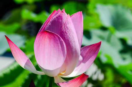 Blooming lotus