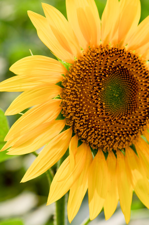 sunflowerの写真素材