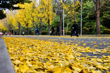 Beijing,China-October 30th,2016-The pedestrian past the road of the slow down ginkgo leaves.のeditorial素材