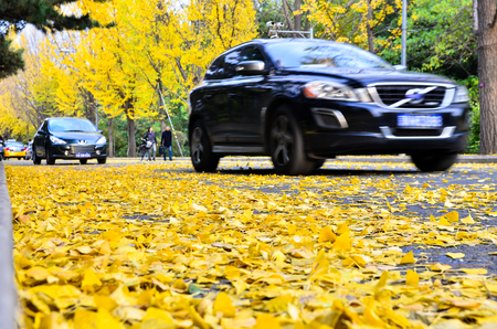 Beijing,China-October 30th,2016-The car drove past the road of the slow down ginkgo leaves.のeditorial素材