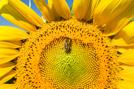 Sunflower fieldの写真素材