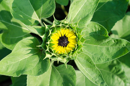 sunflower fieldの写真素材