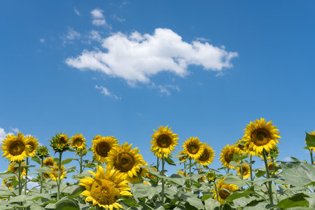 Sunflower field over cloudy blue sky with copy space for your textの写真素材