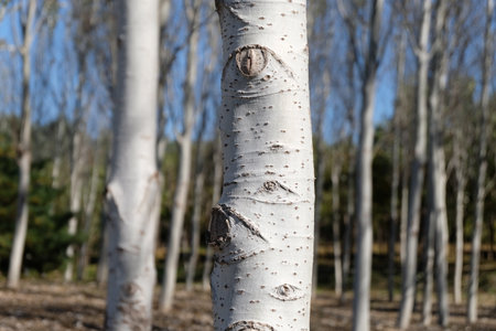 White trunks of poplar trees in the forest in early spring