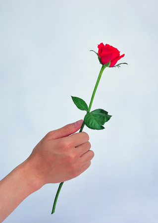 Hand holds a flowerの写真素材