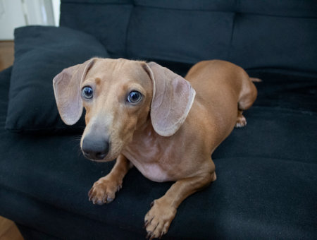 Dachshund dog lying down on sofaの写真素材