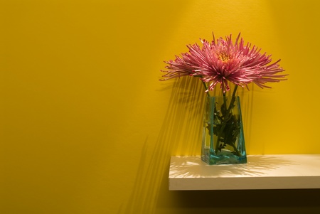 mums on a shelf with long shadows of the petalsの写真素材