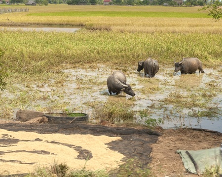 Rice Drying in Sun in front of water buffalo cooling in the rice fieldsの写真素材