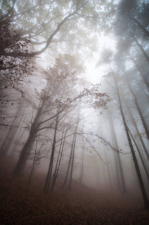 Foggy Treesの写真素材