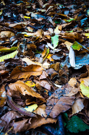 Chestnut leafsの写真素材