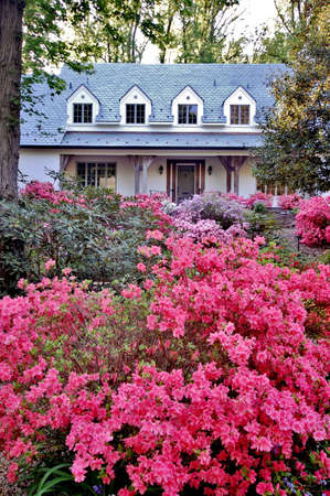 Washington DC azaleas in different color and form, outdoor color danceの写真素材