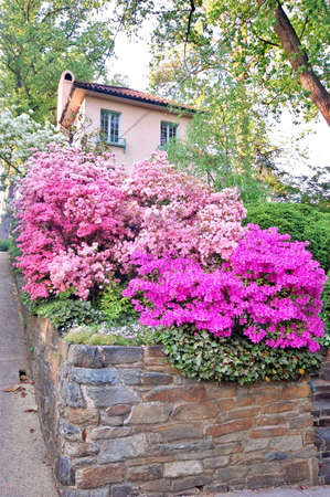 Washington DC azaleas in different color and form, outdoor color danceの写真素材