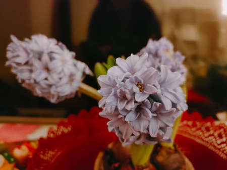 Barcelona panoramic views and flowersの写真素材