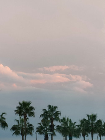 Palm trees in the morning with the sun shining through the cloudsの写真素材