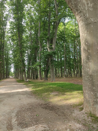 Path in the forest with old beech trees and green grass.の写真素材