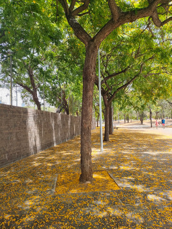 Trees with yellow petals on the ground in the park.