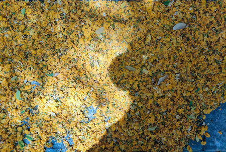 Background of yellow flower petals falling on the ground in sunlight.