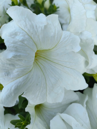 White petunia flowers in the garden close-up. Natural floral background.の写真素材