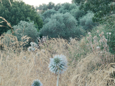 Dry grass in the meadow at sunset. Nature background.の写真素材