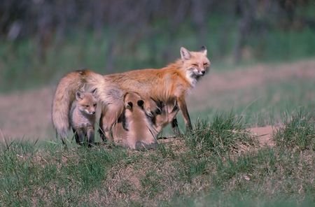 nursing red fox feeding  kitsの写真素材