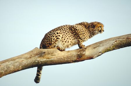 cheetah at restの写真素材
