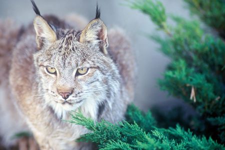 canadian lynx 2の写真素材
