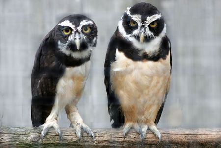 spectacled owl[costa rica]の写真素材
