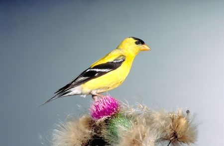 goildfinch on thistle