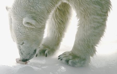 polar bearの写真素材