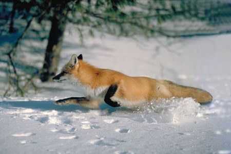 running foxの写真素材