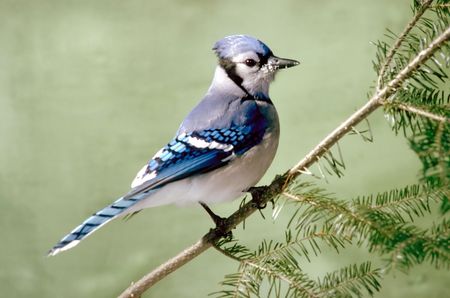 blue jayの写真素材