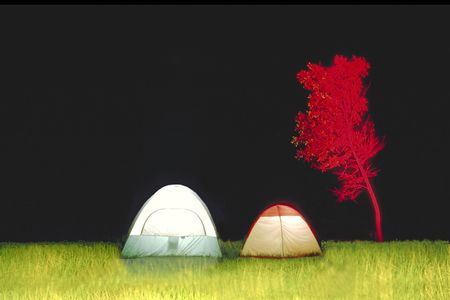 red treeの写真素材