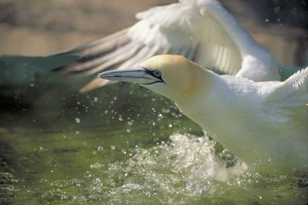 gannet on the warpathの写真素材