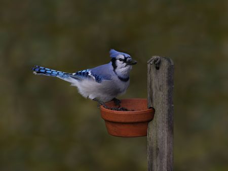 blue jay 2の写真素材