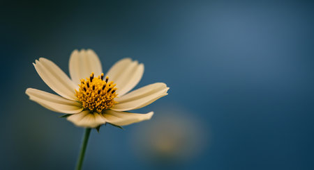 Yellow cosmos flower on blue background with copy space for your text.の素材