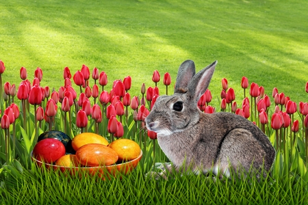 Cute bunny sitting in the grass with Easter Eggs and red tulips behind. Happy Easter!