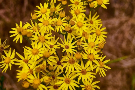 Yellow blooming Ragwort or Jacobaea vulgaris.の写真素材