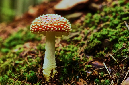 red agaric fly mushrooms on a tree in the forest