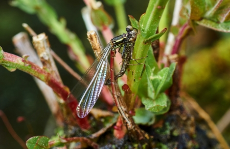 Early Adonis dragonfly