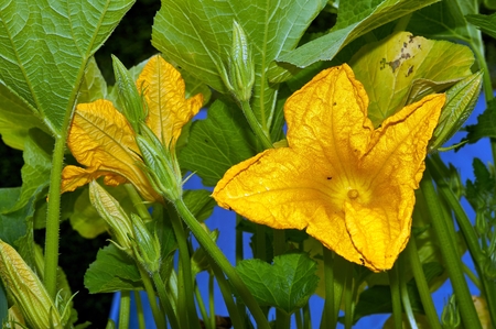Pumpkin Cucurbita pepo yellow flower and green leaves. Close up.の写真素材