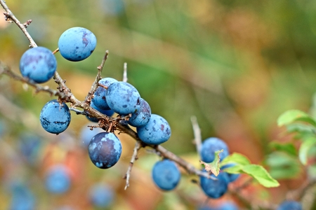 Prunus spinosa, blackthorn, blue autumn fruit, medicinal plant, popular as a jam, wine, liqueurの写真素材