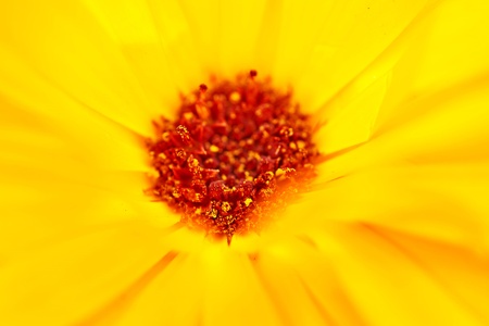 Flower Calendula Calendula officinalis, pot, garden or English marigold on blurred background. Calendula on the sunny summer day. Close up of Medicinal Calendula herb.の写真素材