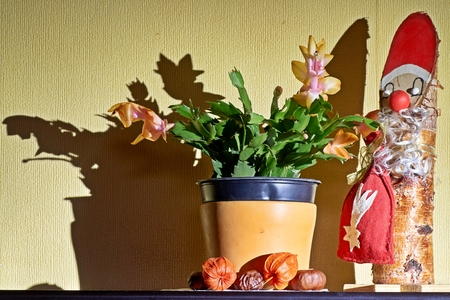 Yellow Christmas cactus Schlumbergera in pot on the windowsillの写真素材