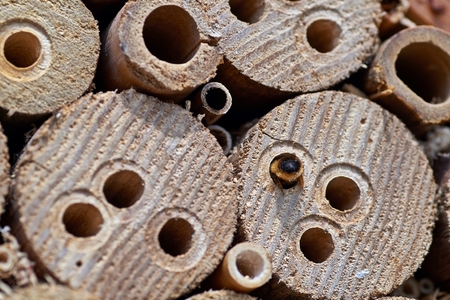 Red Mason bee inspecting a potential nesting site.の写真素材