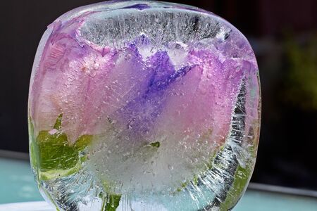 Frozen flowers in an ice cube.Ice texture.Ice with flowers.Abstract floral background.の写真素材