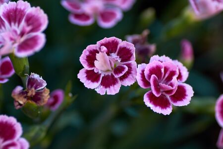 Dianthus caryophyllus Pink Kisses in the garden with sun light
